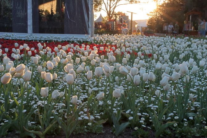 floriade into the sun2.jpg